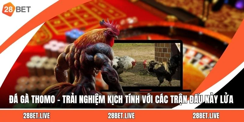 Đá Gà Thomo – Trải Nghiệm Kịch Tính Với Các Trận Đấu Nảy Lửa