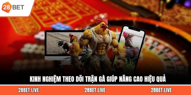 Kinh nghiệm theo dõi trận gà giúp nâng cao hiệu quả